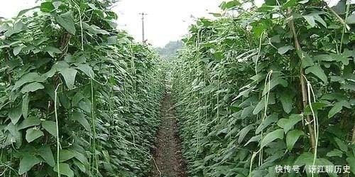  采用育苗|农民种豆角，育苗和直播哪种栽种方式更高产？看看种植专家怎么说