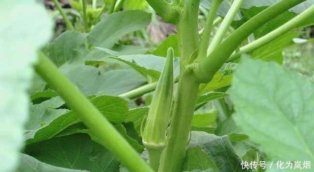 秋葵|黄秋葵好吃又营养!在家种上几棵,一年都有秋葵吃