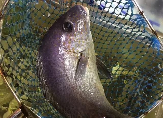 海鲜|世界上65种珍奇海鲜,贝爷都不敢说全部吃过,你吃过几种