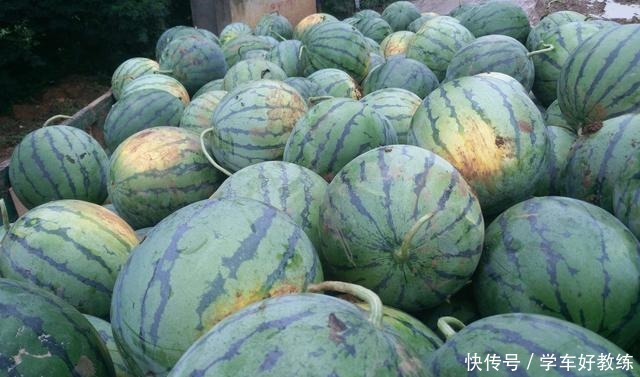 卷曲|买西瓜时怎么挑专捡“母西瓜”拿就对了,老板看了都不敢忽悠你