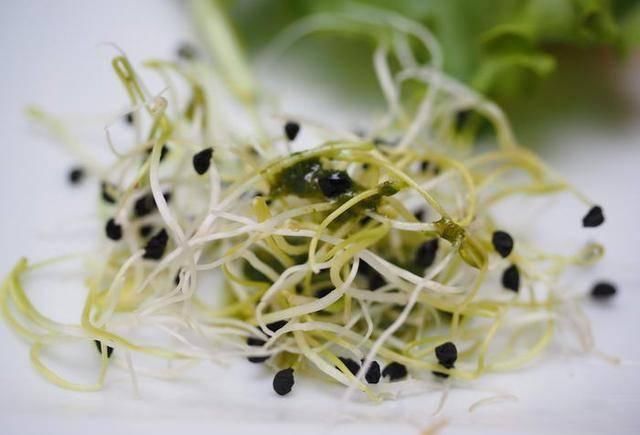 危险|十种最危险的日常食物,美味虽好也要多加小心