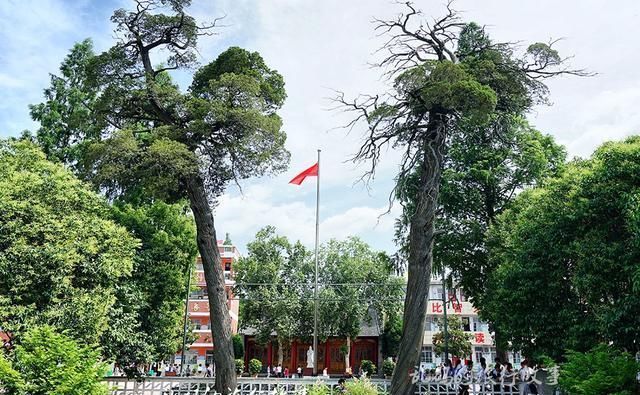  河南|河南这所小学 藏中国唯一楚王行宫遗址 千年古柏屡冒青烟至今成谜