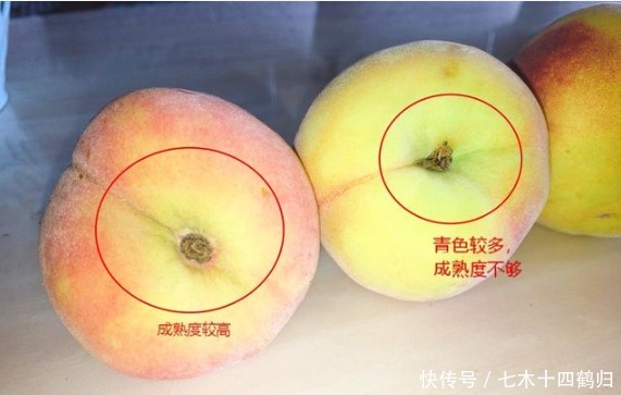 催熟|买水蜜桃挑硬的还是软的？果农教你3个小窍门，避免买到催熟桃