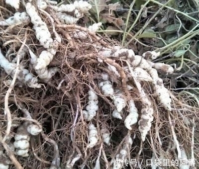 生于|草石蚕,别名螺丝菜,生于水边、湿地、田边,地下茎形似螺丝