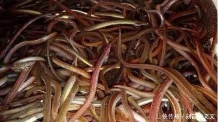  认出|海鲜大全, 你能认出多少