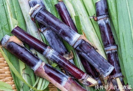 清洗干净|炖羊肉,不要只会加萝卜!加上这两样,肉汤变得鲜嫩无比!