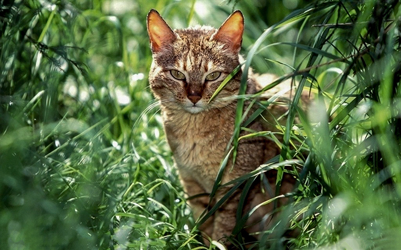 野猫|濒临灭绝物种 · 小型猫科动物 —— 野猫
