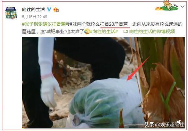 向往|《向往的生活4》收割香蕉号称四季最累,网友们都笑了