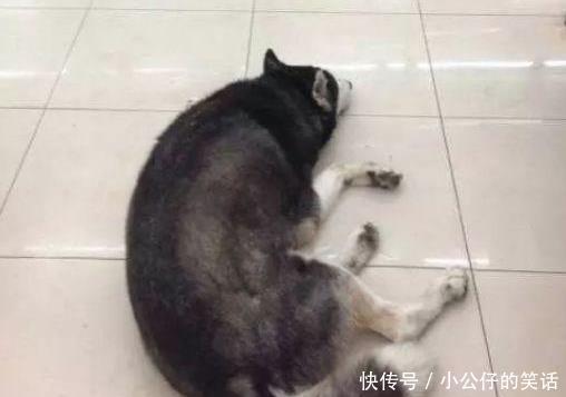 忘记|主人出门忘记关空调,哈士奇觉得太冷自己跑被窝里睡觉