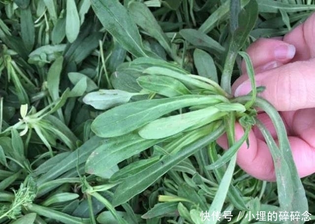 侵权请告知删除|北方特有的一种野草,被称“救命菜”能润肺止咳!