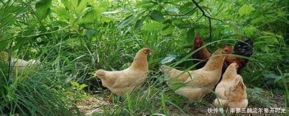  养胃|猪肚和什么，炖在一起，养胃怎样，炖鸡汤才好喝