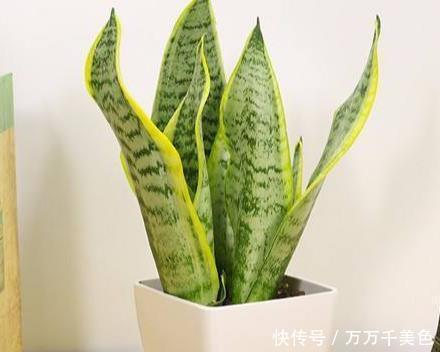 春夏秋冬|夏季养虎纹兰怎么浇水?春夏秋冬各不同,学会了,叶片肥厚坚挺