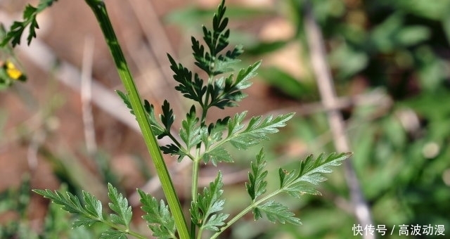  儿时|老人叫它“蛇床”，儿时见了避开，殊不知果实60元一斤，遇见赚了