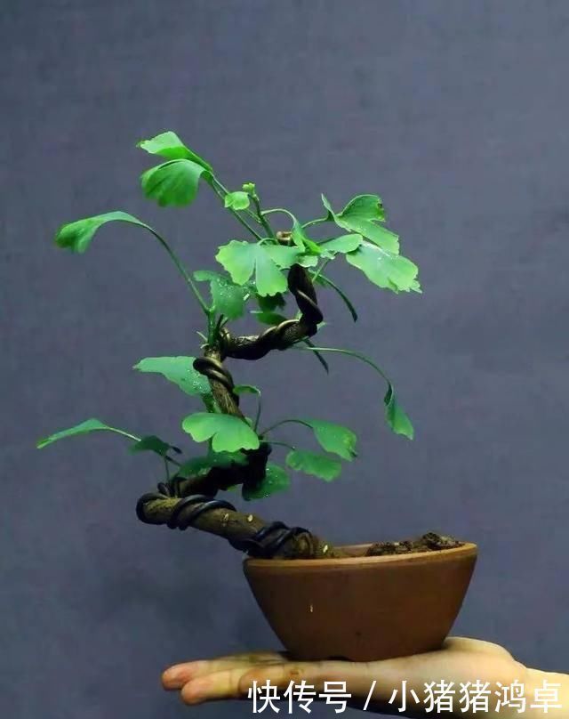 保平安|聪明人爱养这八种“守家树”,护宅吉祥保平安,养好了都是传家宝