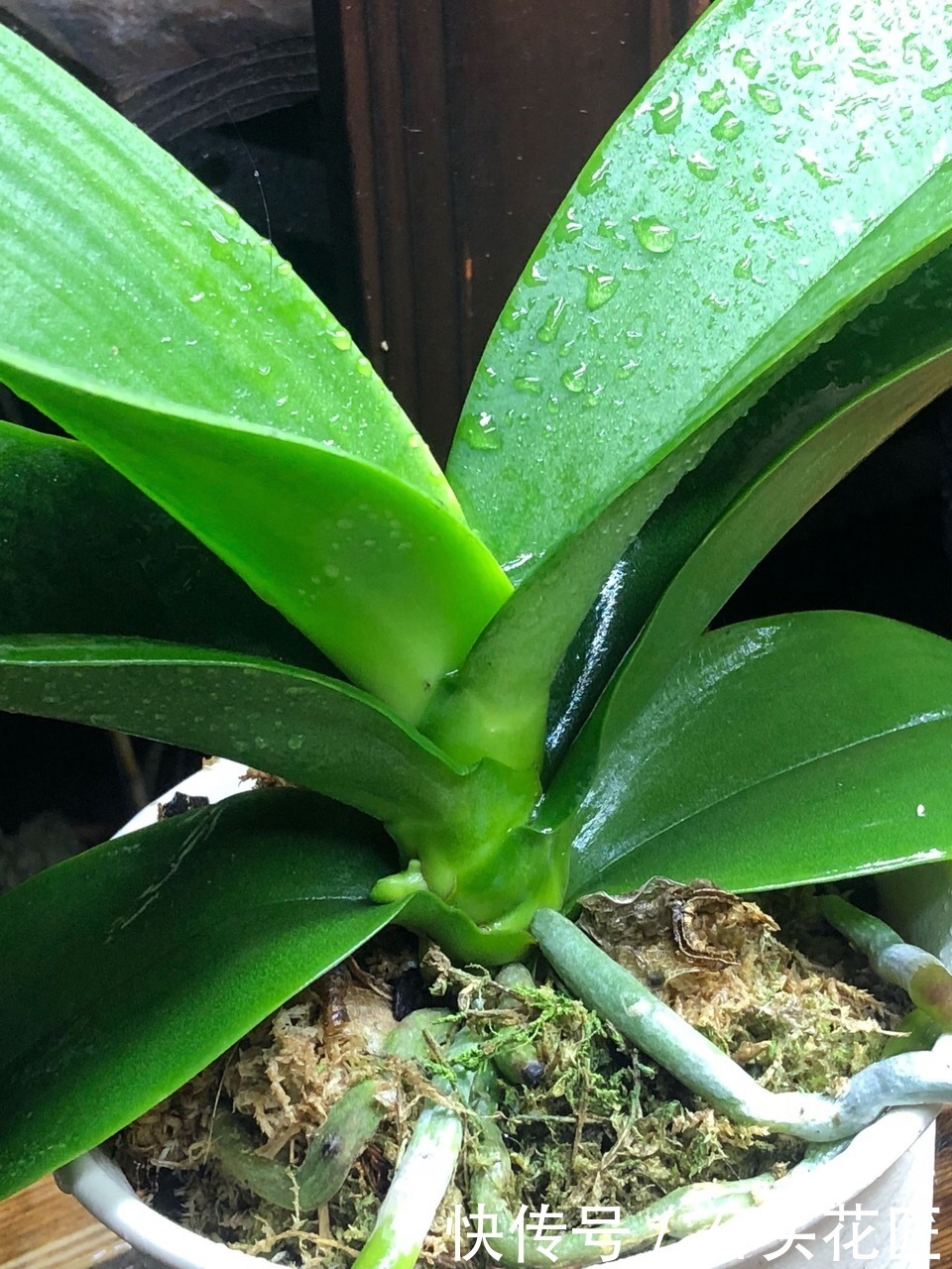 养好|养好“蝴蝶兰”有3个关键点,做对了“根系旺”,冬季开花多