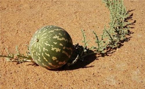 西瓜|沙漠里遍地西瓜,为何路人宁愿饿肚子也不吃当地人想吃但不能
