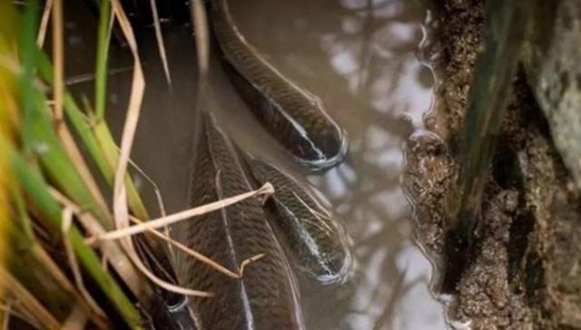 吃货|“藏”在稻田里的4种美味,不是只有稻花鱼,全吃过的,才算吃货