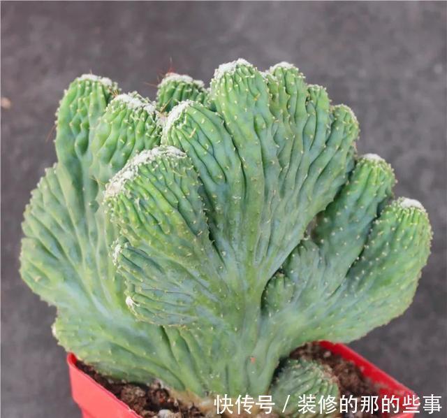 葱翠|葱翠壮丽如手掌的泰国山影,五指山这么养护,苍劲雄浑巍峨挺立