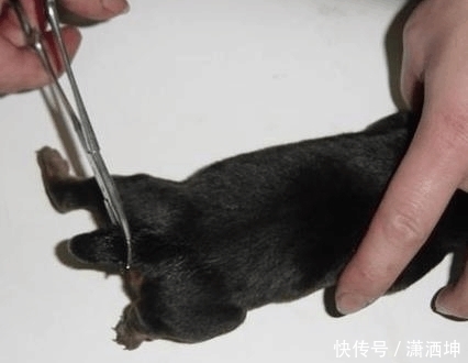 尾巴|为什么有的狗狗一出生, 就要将它的尾巴剪掉?