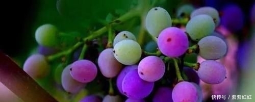 世界|世界前五十!塞浦路斯葡萄酒的前世今生