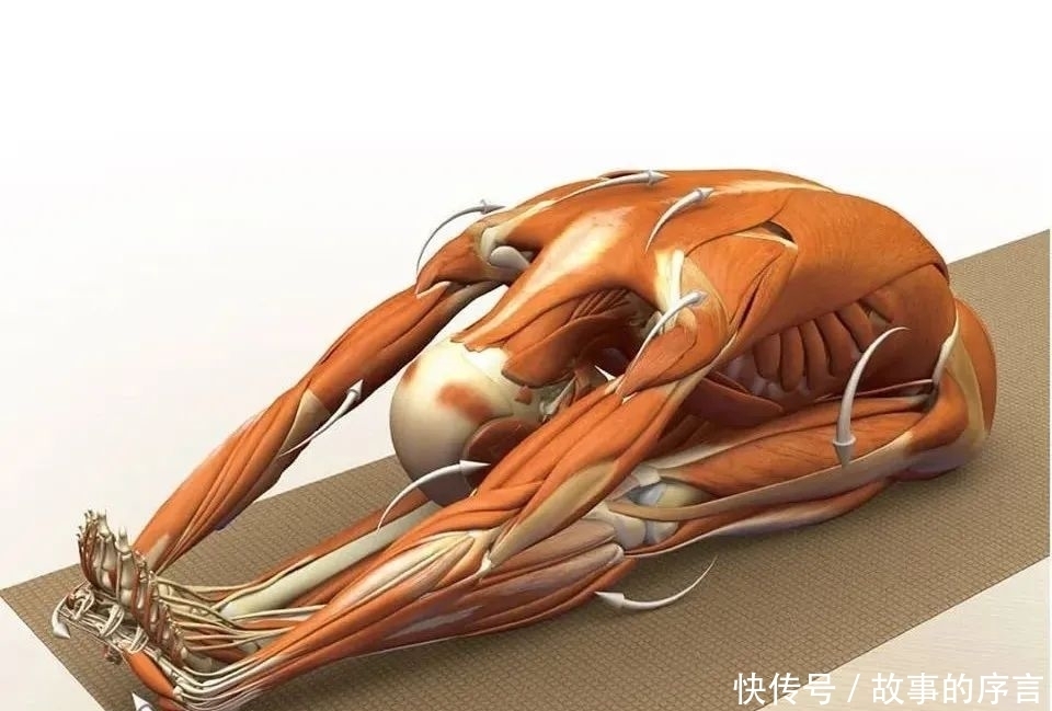  正位|28个常见瑜伽体式解剖图，正位、发力一目了然（收藏级！）