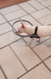 GIF|搞笑GIF:上学期间,我也这么干过