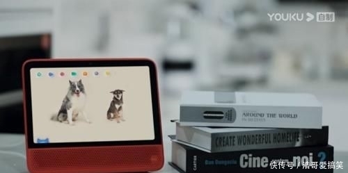 综艺|《汪喵物语》开播即火!悦己经济的时代就要来了