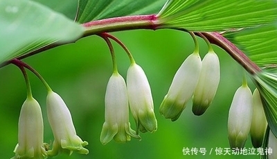  环境|此花不仅可以美观绿化环境，药用价值也极高，代表着高雅和纯洁