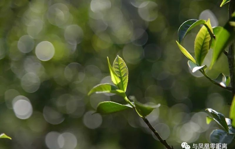 辣味|这茶有点生姜辣味，单丛茶…