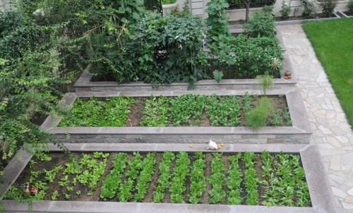 羡慕|13个“私家菜园”好吃又好看,网友直呼太羡慕了