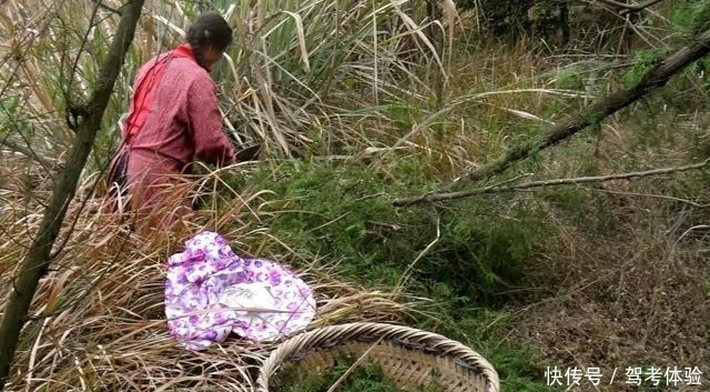 改正|家乡若还用它“熏腊肉”,请你们改正一下,因为此树极为珍贵