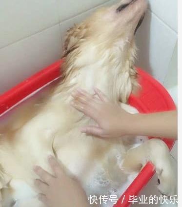  金毛|主人给金毛洗澡，给它来了一套“泰式按摩”
