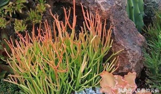  光棍|光棍树长得太高该怎么剪学会2个小动作，个个都能随意凹造型！