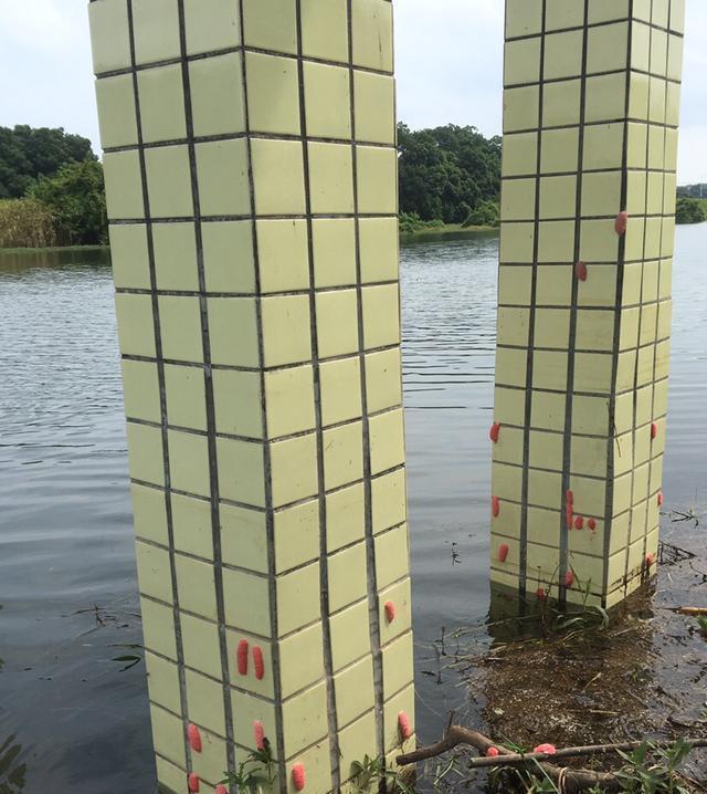 足以|竿梢常指水,足以慰风尘