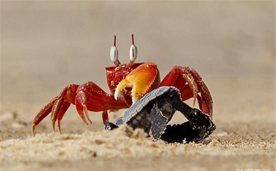 海绵|现实生活中的海绵宝宝,章鱼哥成餐桌美食,泡芙老师有毒