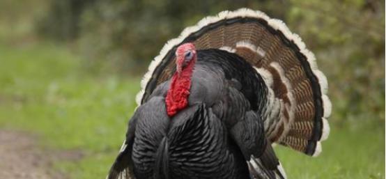 中国|美国人很疑惑，“无所不吃”的中国人，为什么不吃美国火鸡？