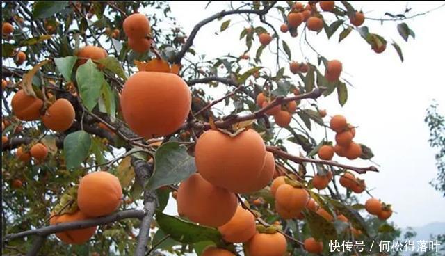 烤地瓜|秋天,你看起来真的很好吃!