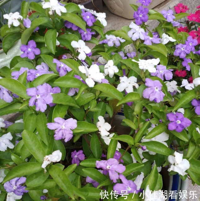 能开|20种秋天开花的植物,外出看到,记得拍照欣赏!