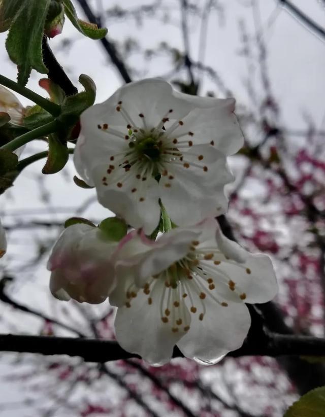  小树|植物历史：华盛顿没砍过樱桃树，可华盛顿特区确实种满了樱花