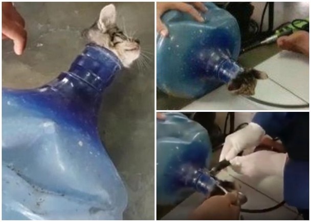 猫头|贪玩猫头卡蒸馏水桶,消防花半小时助脱身