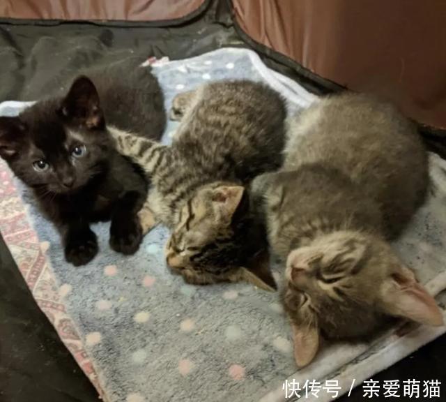  铲屎官|三只小猫吃不饱，只能组队偷盗，它们首次入室盗窃，收获还不少！