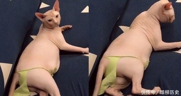 喵星人|主人给无毛猫穿上小内内后, 这画风太辣眼! 网友: 像个中年胖子!