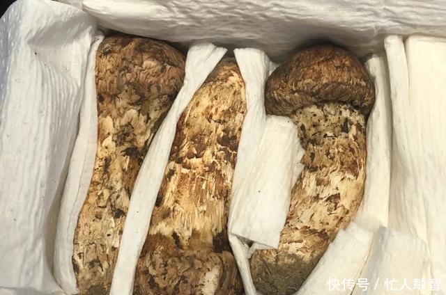 超过|这才是香格里拉松茸之王,每根都超过17厘米,黄油香煎太完美了