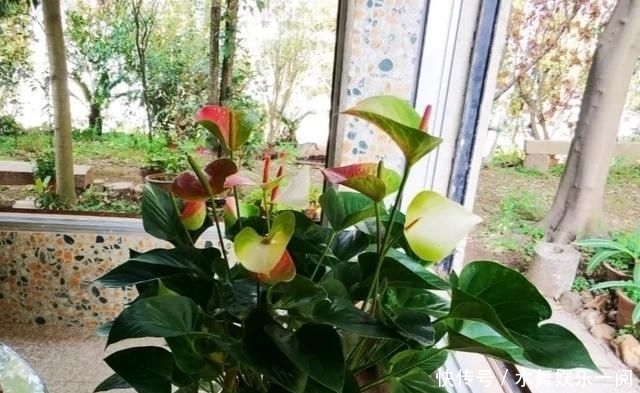 很快|红掌只长叶子,多注意这个细节,很快就可以花红叶绿,热烈喜庆