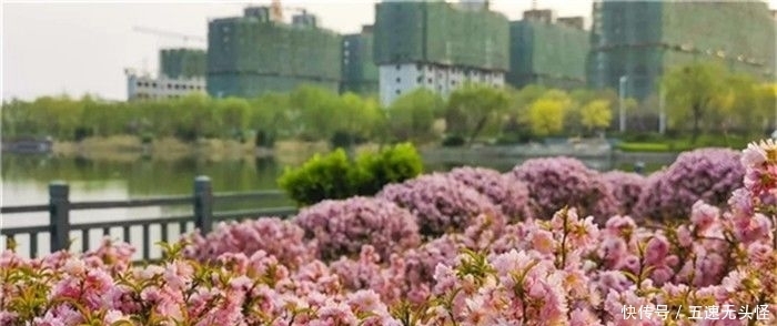 春光|全国特色小镇春光正好