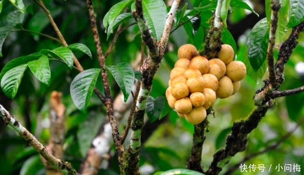 水果|名字带有“龙”字的水果,吃过一种不算啥,吃过最后一种才牛