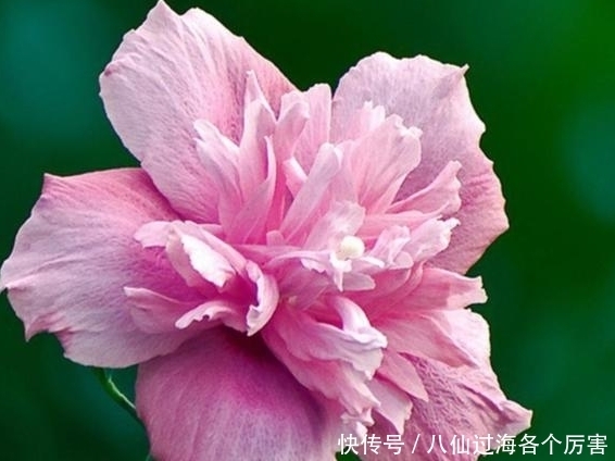 处女座|15天后,喜鹊登枝,桃花开满墙,旧爱重拾,两心羁绊,幸福比蜜甜