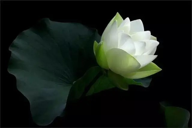  莲花|一个老外拍的荷花，惊艳