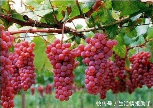 品种|网红李子柒推荐的葡萄品种,口感美味营养丰富,新手可种植