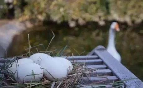 小院|20多岁的年龄差距,却把一个破烂的农家小院变成了“桃花源”